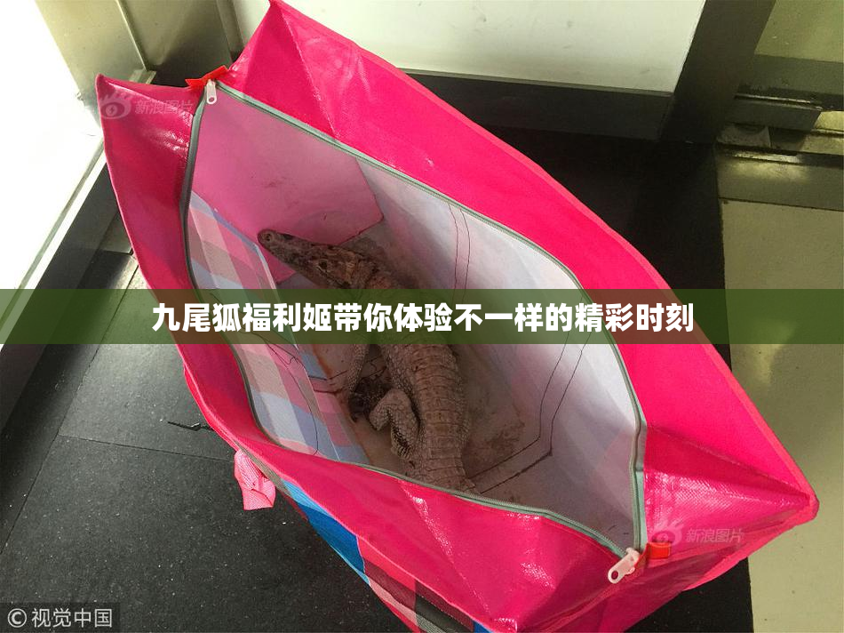 九尾狐福利姬带你体验不一样的精彩时刻