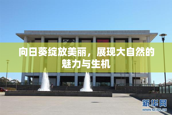 向日葵绽放美丽，展现大自然的魅力与生机