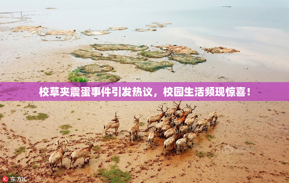 校草夹震蛋事件引发热议，校园生活频现惊喜！