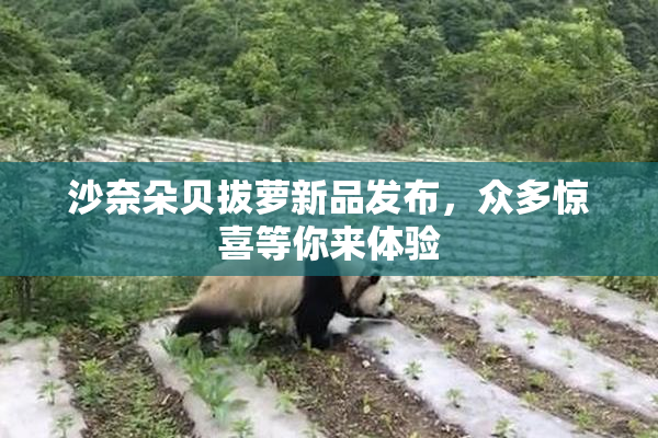 沙奈朵贝拔萝新品发布，众多惊喜等你来体验