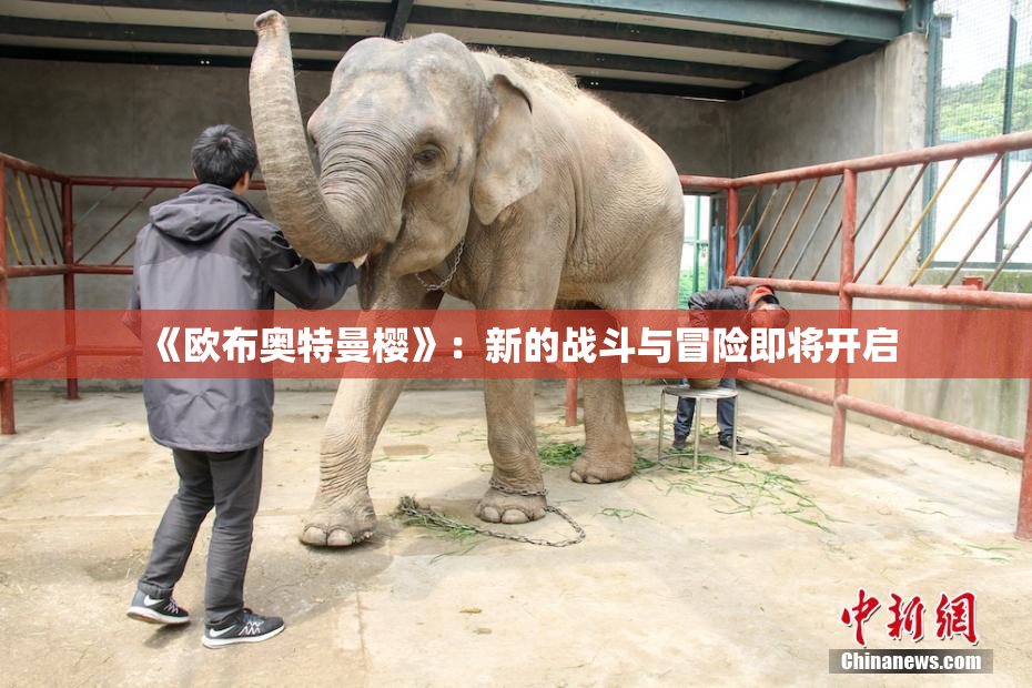 《欧布奥特曼樱》：新的战斗与冒险即将开启