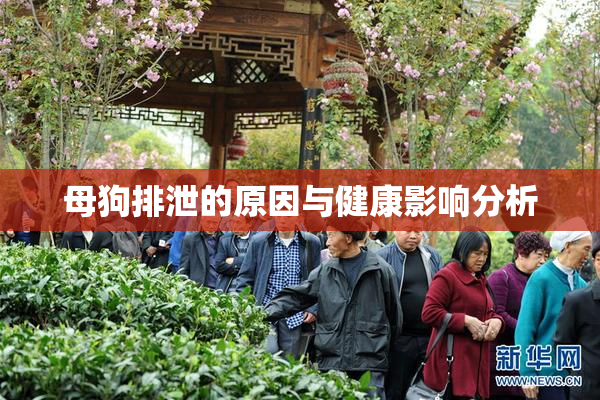 母狗排泄的原因与健康影响分析