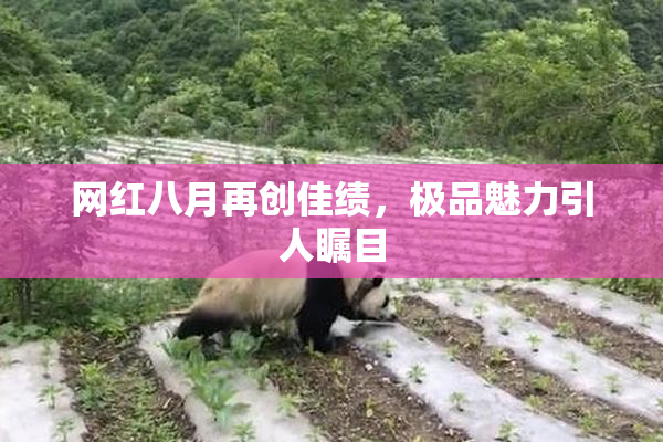 网红八月再创佳绩，极品魅力引人瞩目