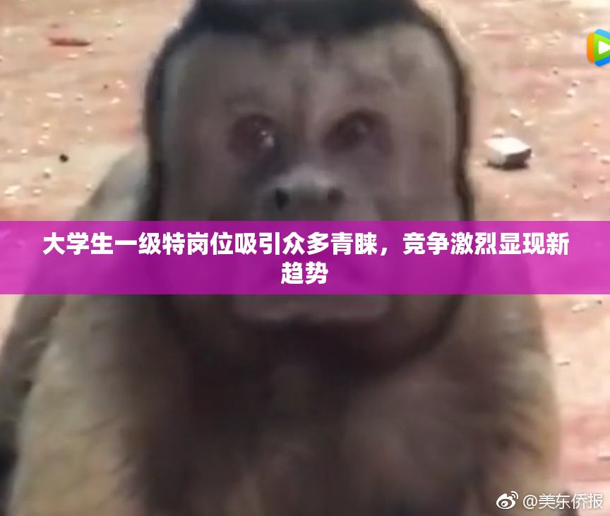 大学生一级特岗位吸引众多青睐，竞争激烈显现新趋势