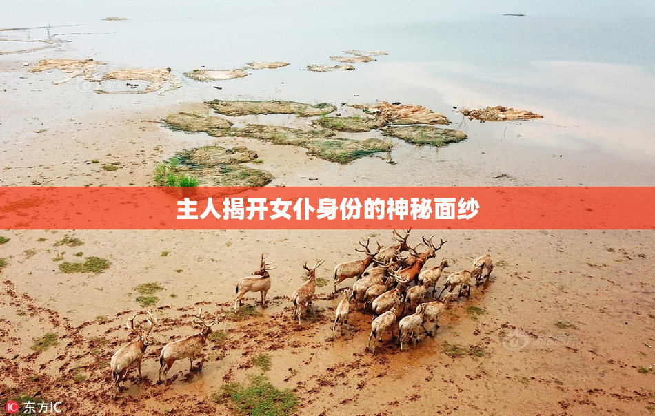 主人揭开女仆身份的神秘面纱
