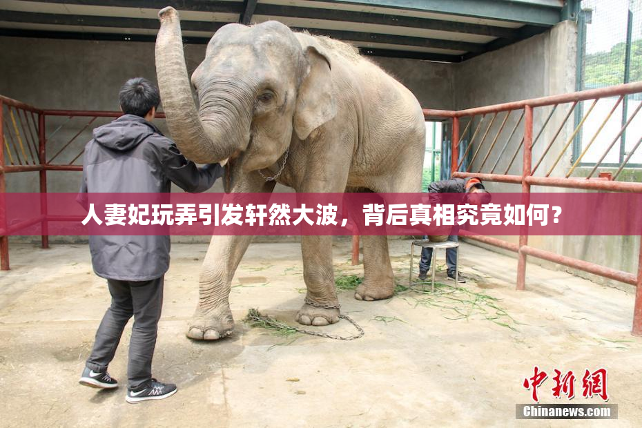 人妻妃玩弄引发轩然大波，背后真相究竟如何？