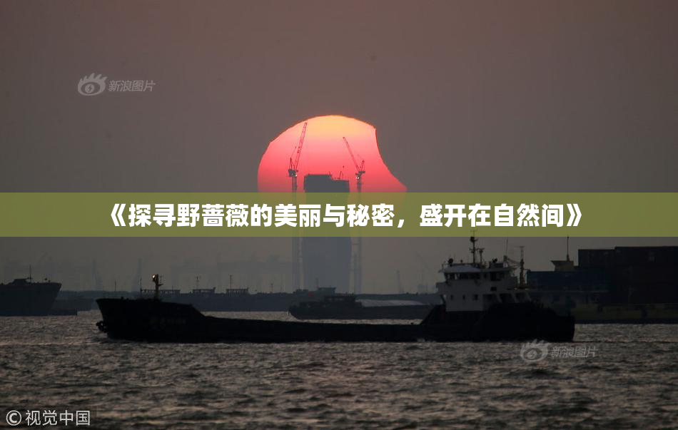 《探寻野蔷薇的美丽与秘密，盛开在自然间》