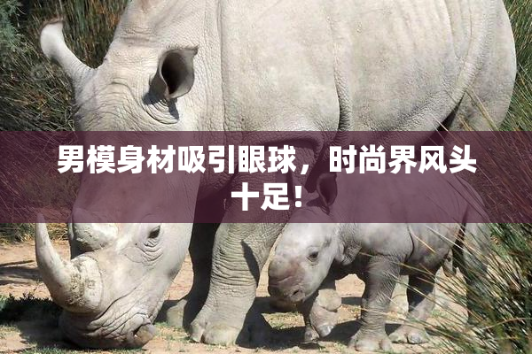 男模身材吸引眼球，时尚界风头十足！