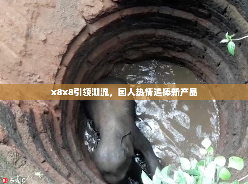 x8x8引领潮流，国人热情追捧新产品