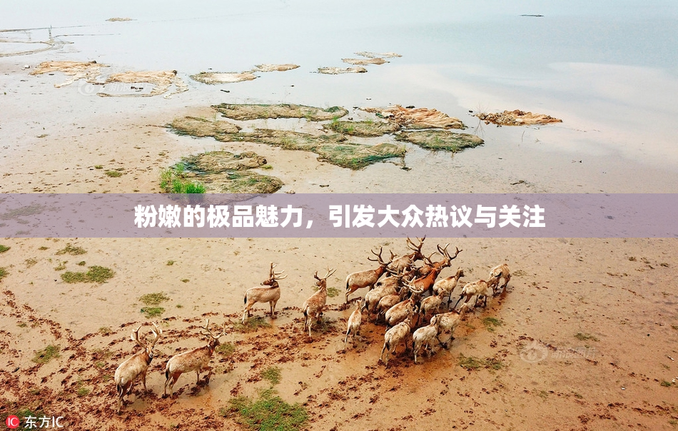 粉嫩的极品魅力，引发大众热议与关注