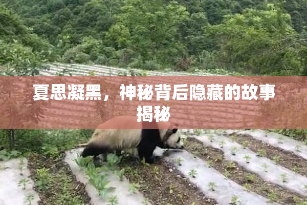 夏思凝黑，神秘背后隐藏的故事揭秘