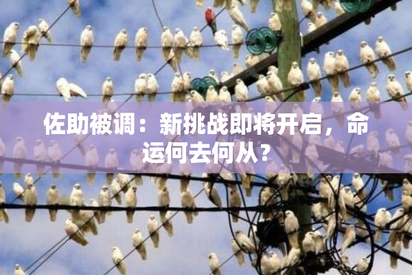 佐助被调：新挑战即将开启，命运何去何从？