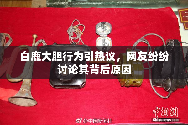 白鹿大胆行为引热议，网友纷纷讨论其背后原因