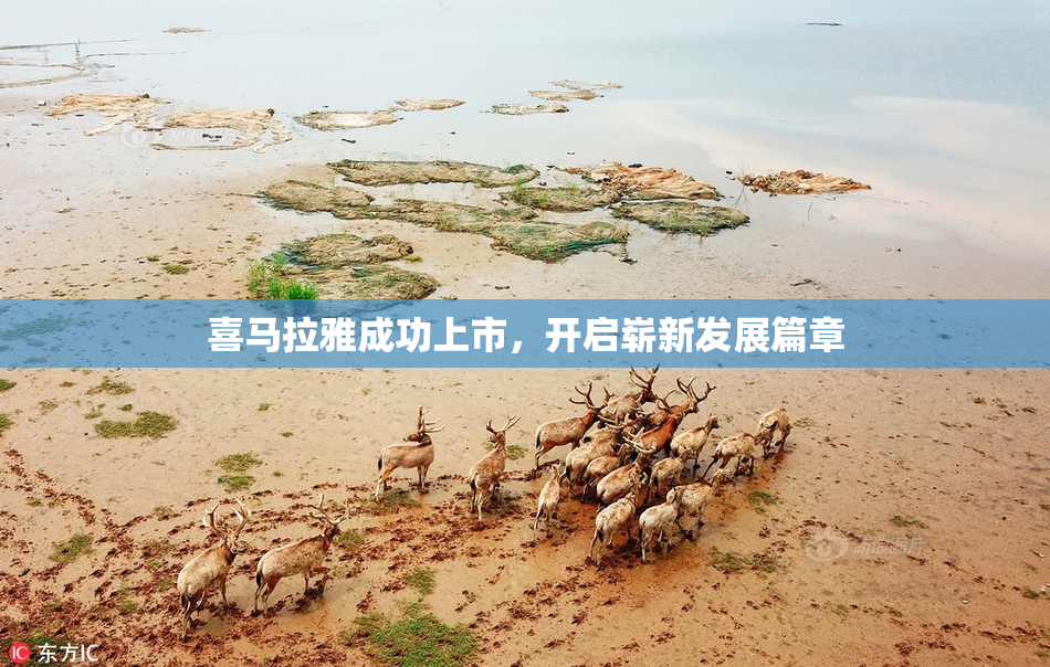 喜马拉雅成功上市，开启崭新发展篇章
