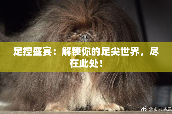 足控盛宴：解锁你的足尖世界，尽在此处！