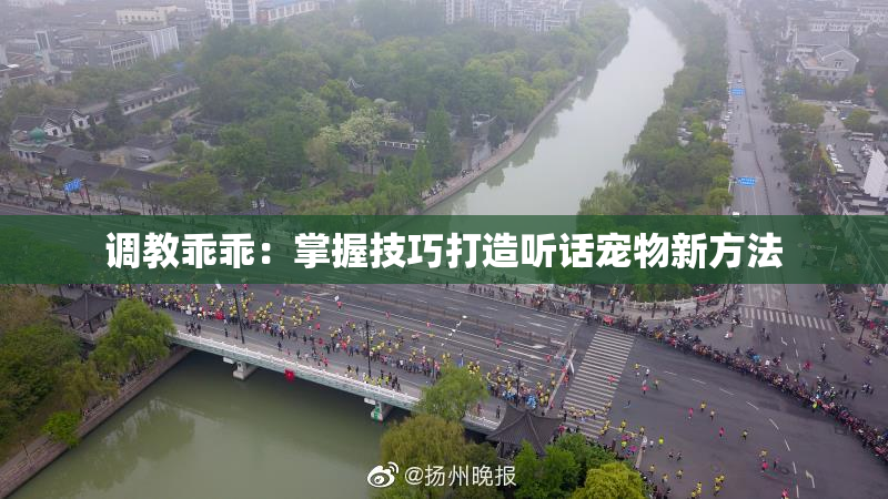 调教乖乖：掌握技巧打造听话宠物新方法