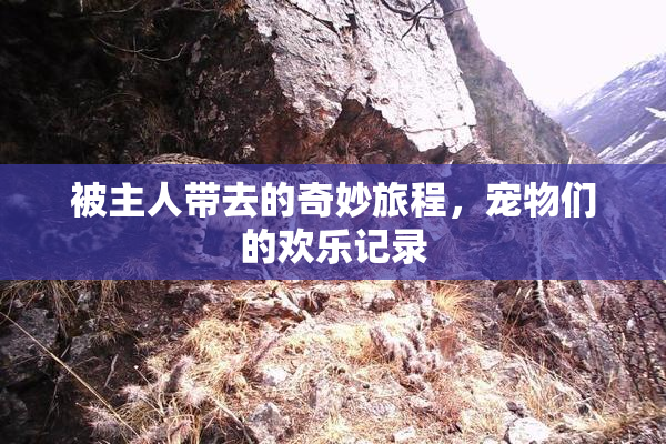 被主人带去的奇妙旅程，宠物们的欢乐记录