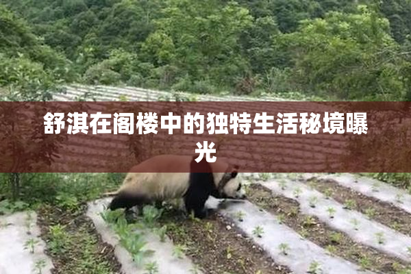 舒淇在阁楼中的独特生活秘境曝光