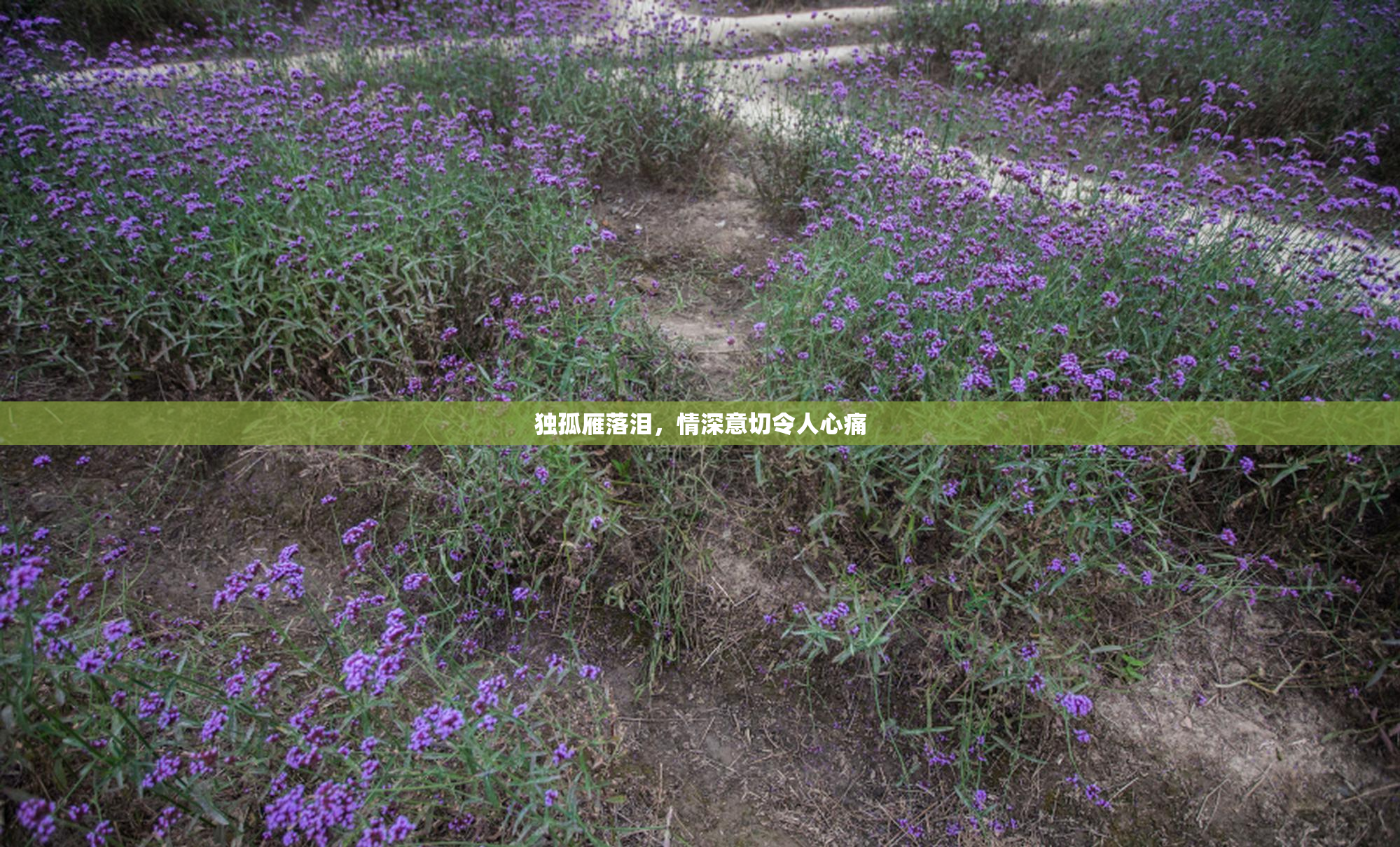 独孤雁落泪，情深意切令人心痛