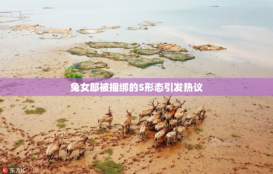 兔女郎被捆绑的S形态引发热议