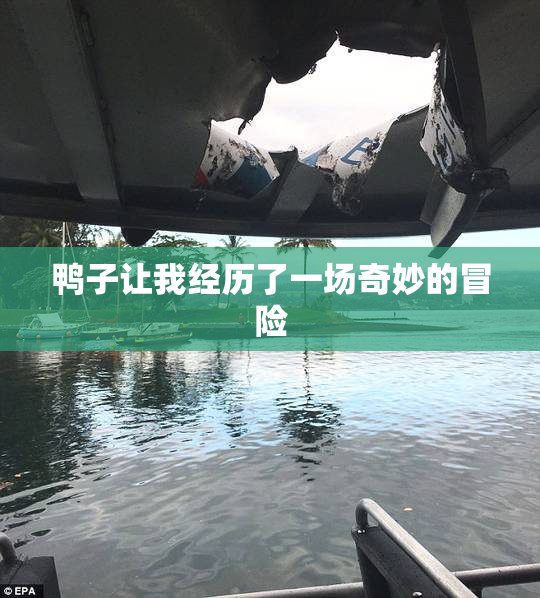 鸭子让我经历了一场奇妙的冒险