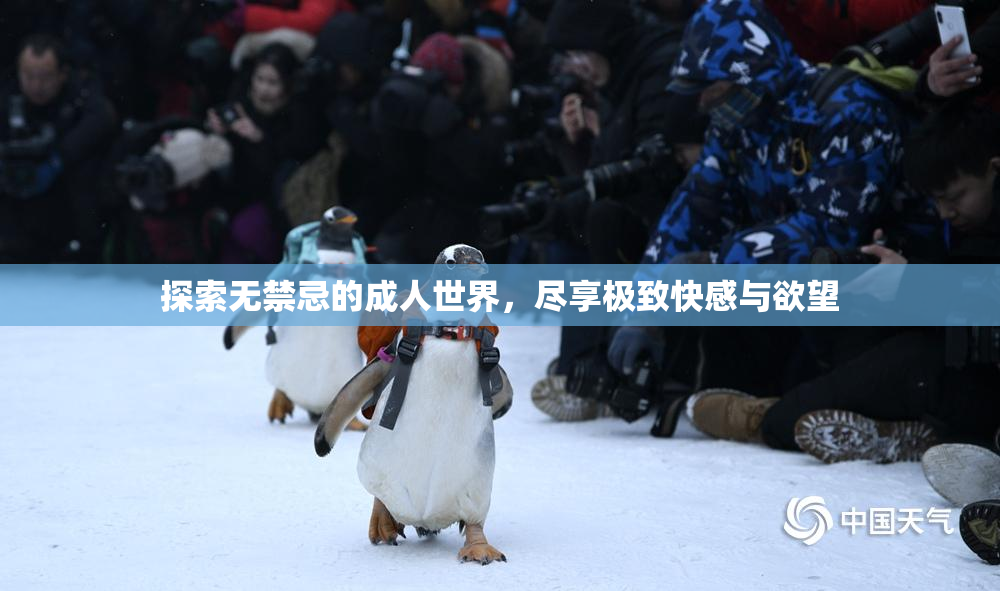 探索无禁忌的成人世界，尽享极致快感与欲望