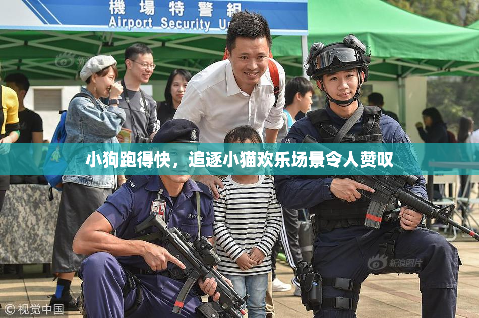 小狗跑得快，追逐小猫欢乐场景令人赞叹