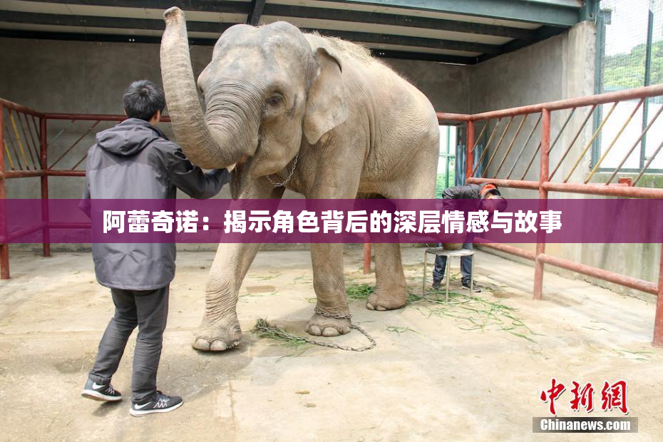 阿蕾奇诺：揭示角色背后的深层情感与故事
