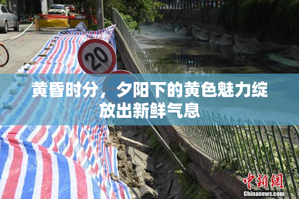 黄昏时分，夕阳下的黄色魅力绽放出新鲜气息