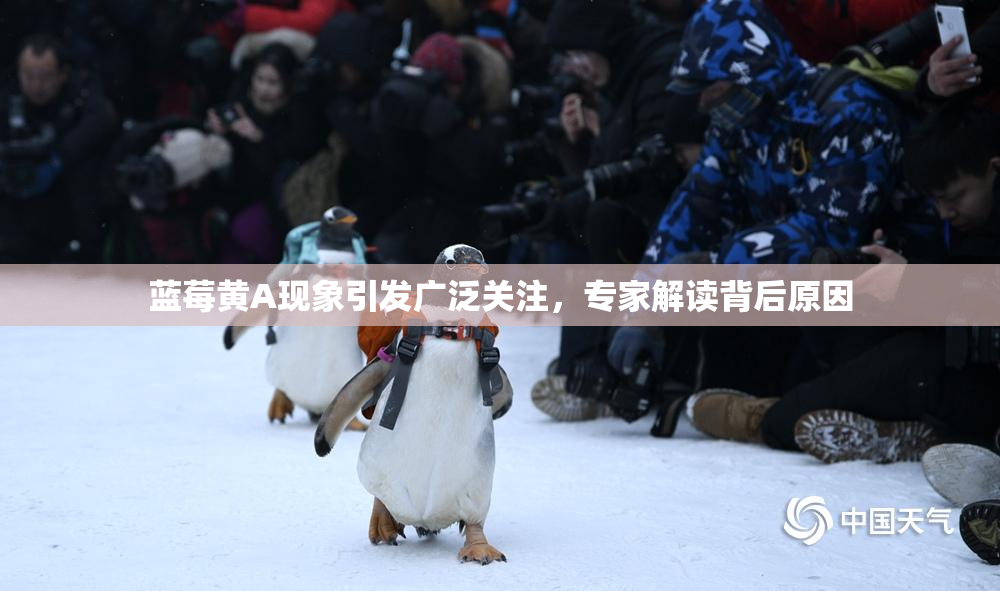 蓝莓黄A现象引发广泛关注，专家解读背后原因
