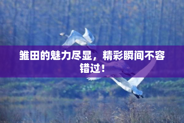 雏田的魅力尽显，精彩瞬间不容错过！