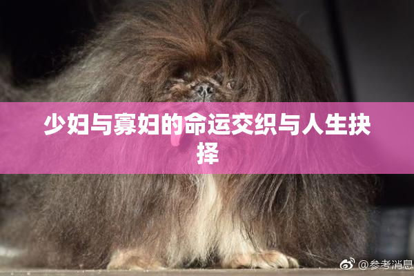 少妇与寡妇的命运交织与人生抉择