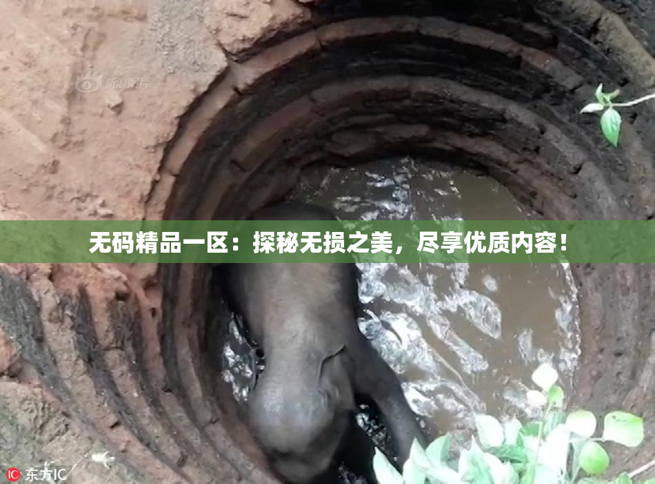 无码精品一区：探秘无损之美，尽享优质内容！