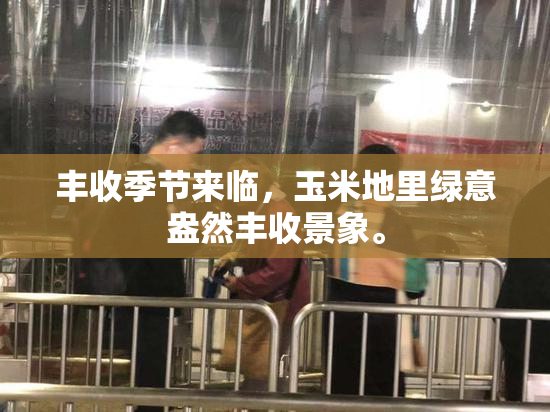 丰收季节来临，玉米地里绿意盎然丰收景象。
