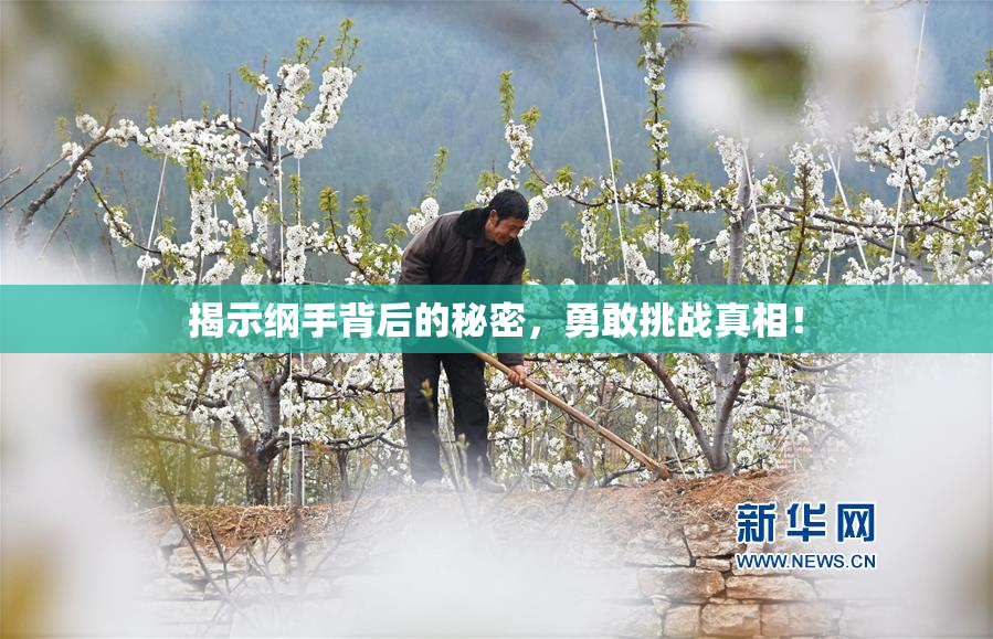 揭示纲手背后的秘密，勇敢挑战真相！