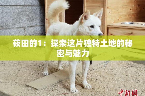 莜田的1：探索这片独特土地的秘密与魅力
