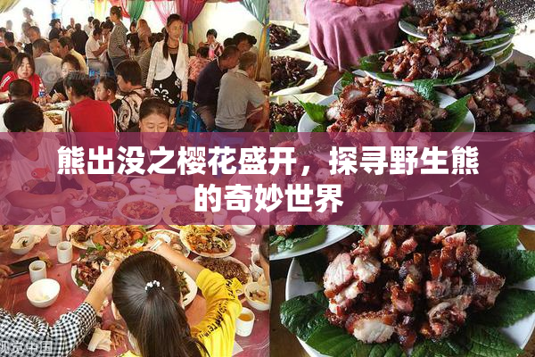 熊出没之樱花盛开，探寻野生熊的奇妙世界