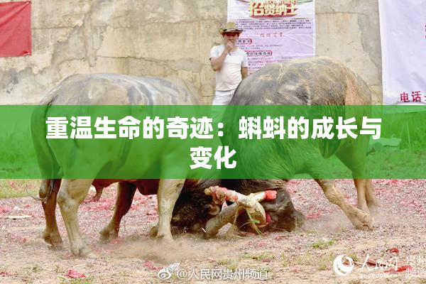 重温生命的奇迹：蝌蚪的成长与变化