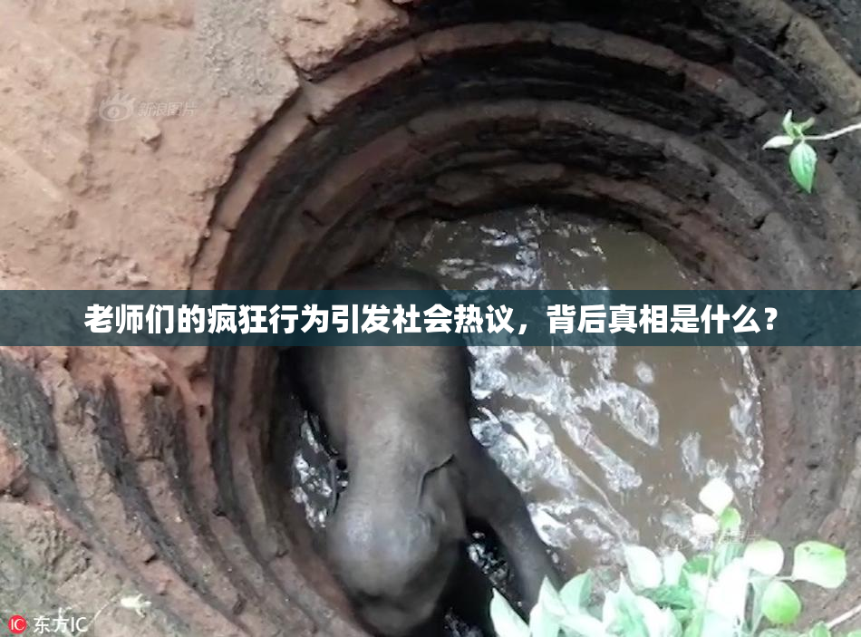 老师们的疯狂行为引发社会热议，背后真相是什么？