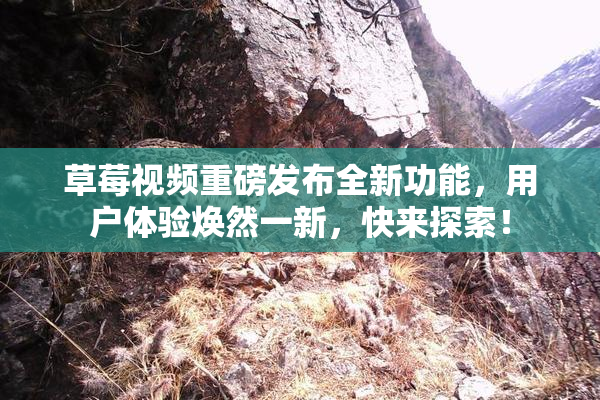 草莓视频重磅发布全新功能，用户体验焕然一新，快来探索！