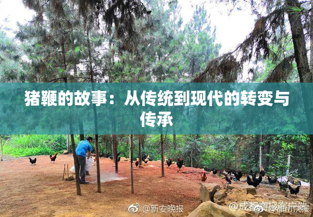 猪鞭的故事：从传统到现代的转变与传承