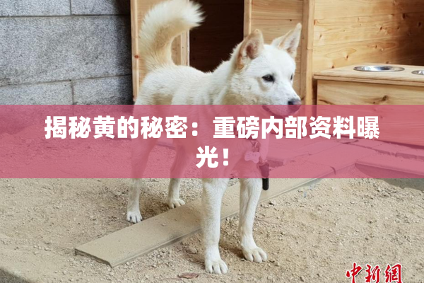揭秘黄的秘密：重磅内部资料曝光！