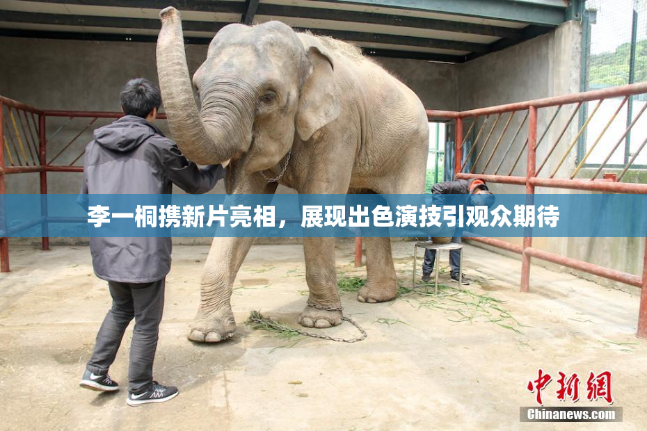 李一桐携新片亮相，展现出色演技引观众期待