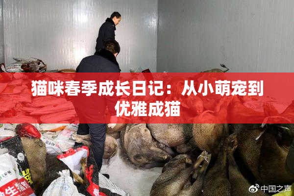 猫咪春季成长日记：从小萌宠到优雅成猫