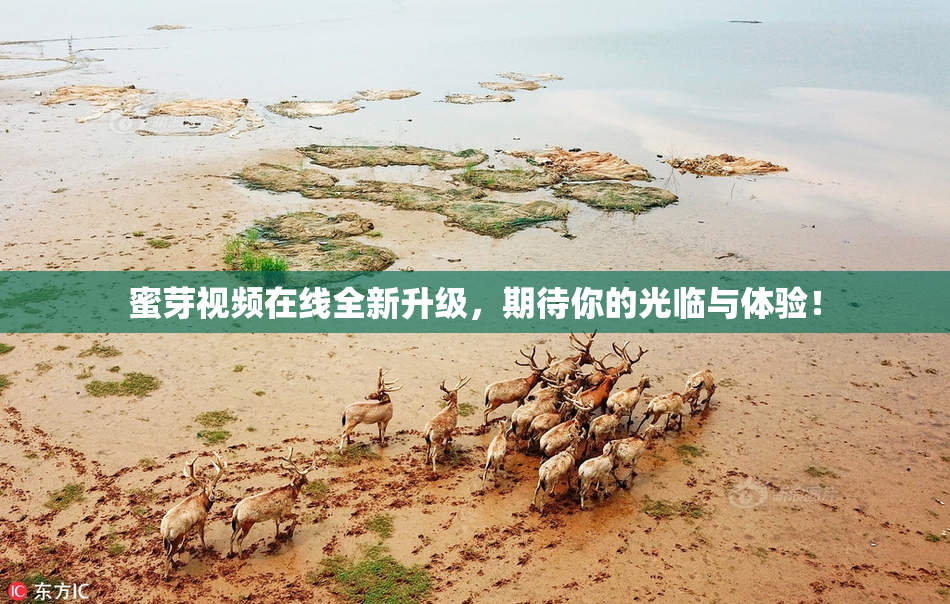 蜜芽视频在线全新升级，期待你的光临与体验！