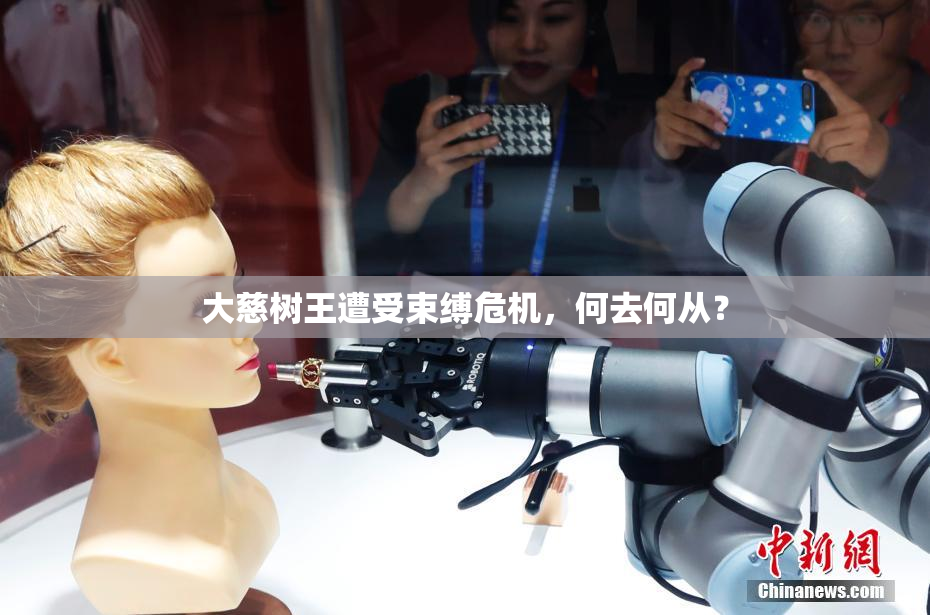 大慈树王遭受束缚危机，何去何从？