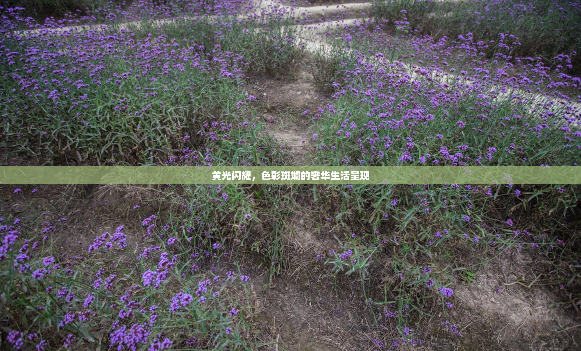 黄光闪耀，色彩斑斓的奢华生活呈现