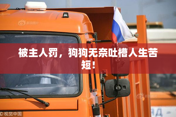 被主人罚，狗狗无奈吐槽人生苦短！