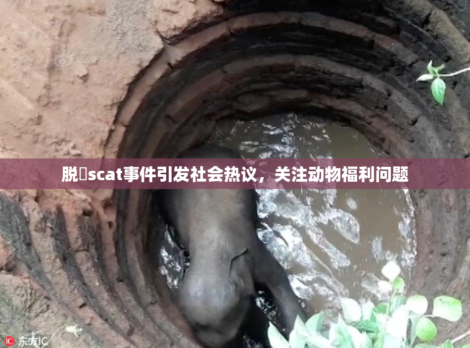脱糞scat事件引发社会热议，关注动物福利问题