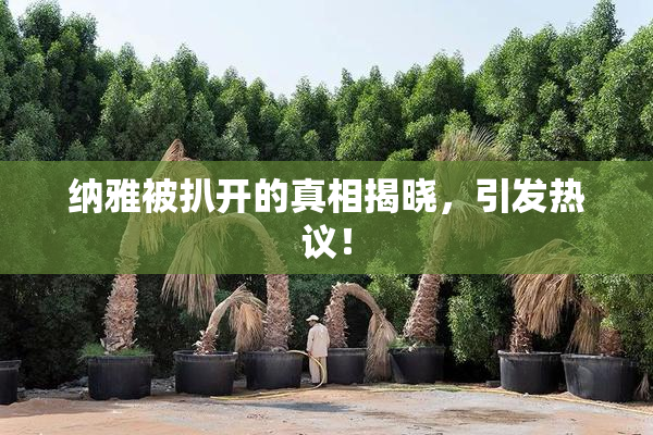 纳雅被扒开的真相揭晓，引发热议！